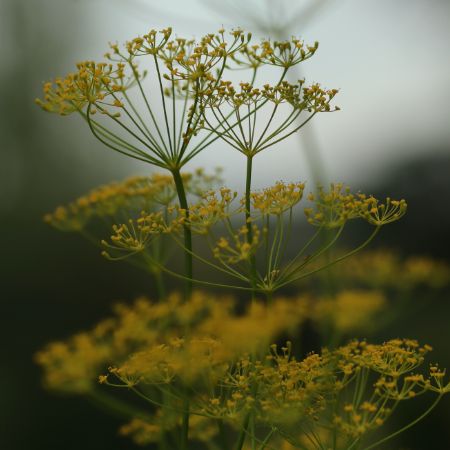 Flower Database