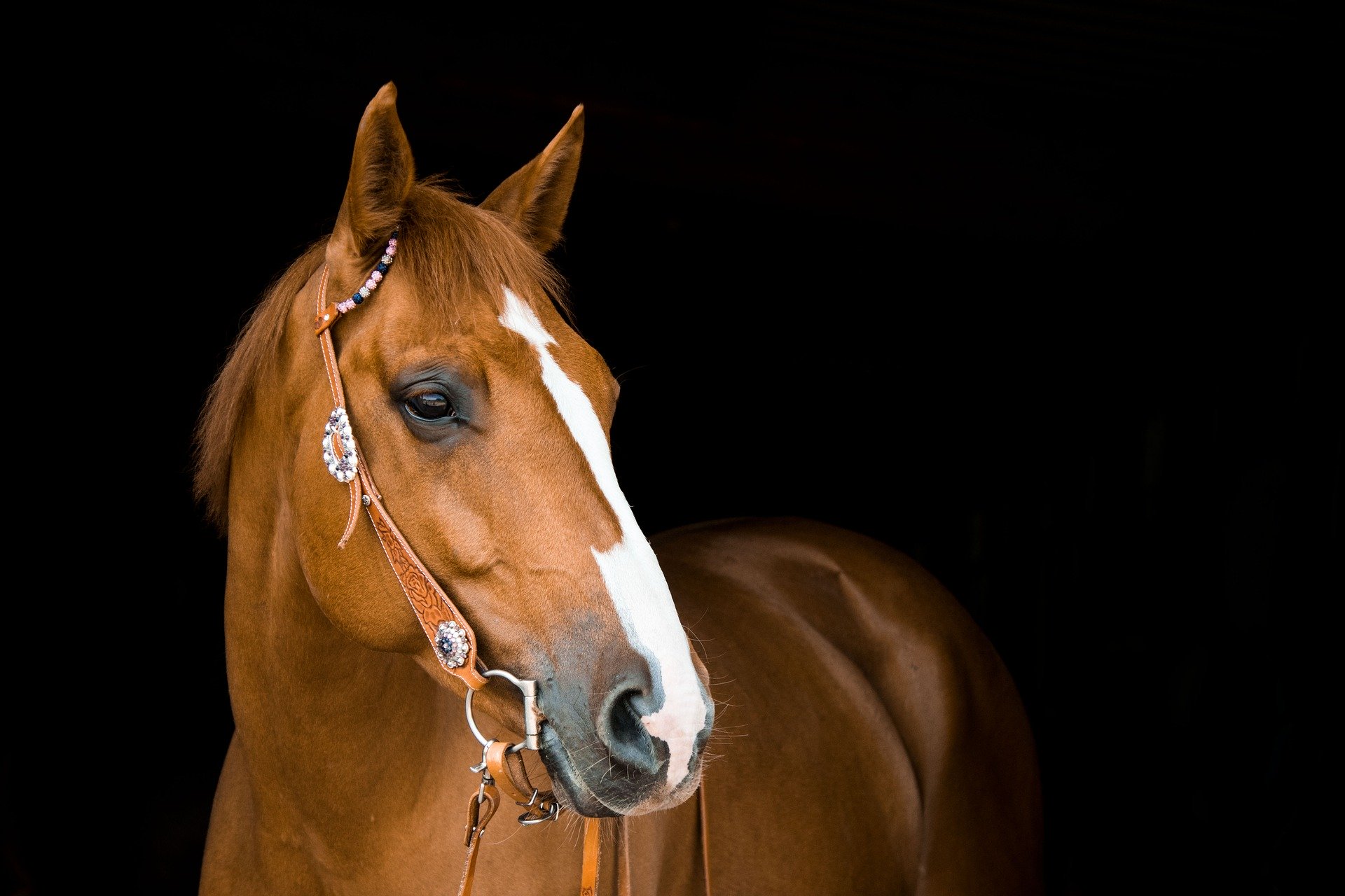 Horse Safety Resources