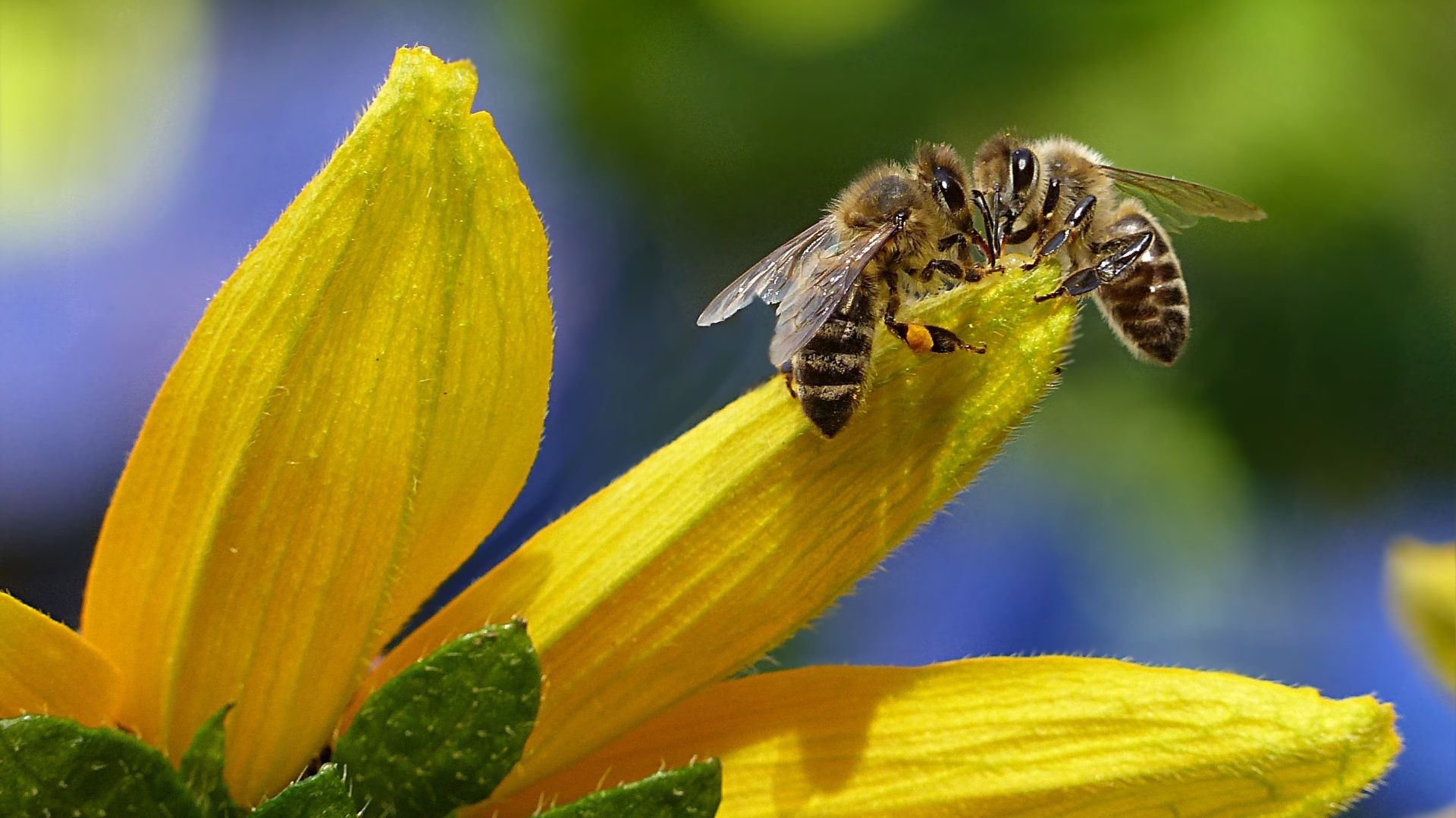 POLLINATOR GLOSSARY