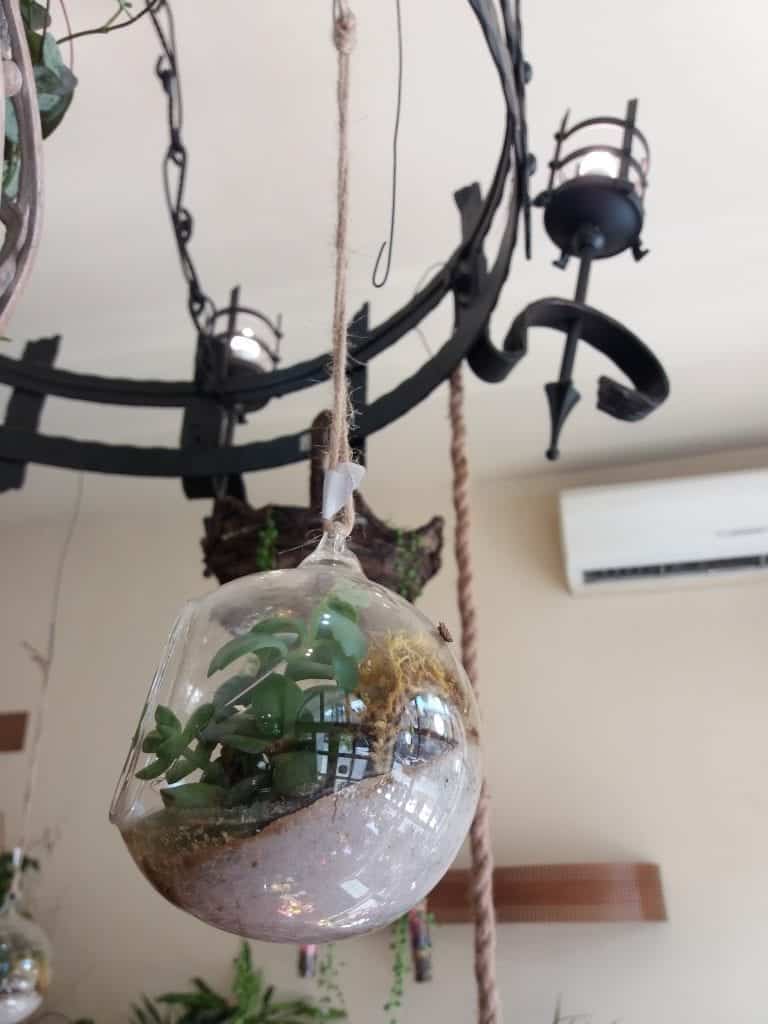 Hanging Plants
