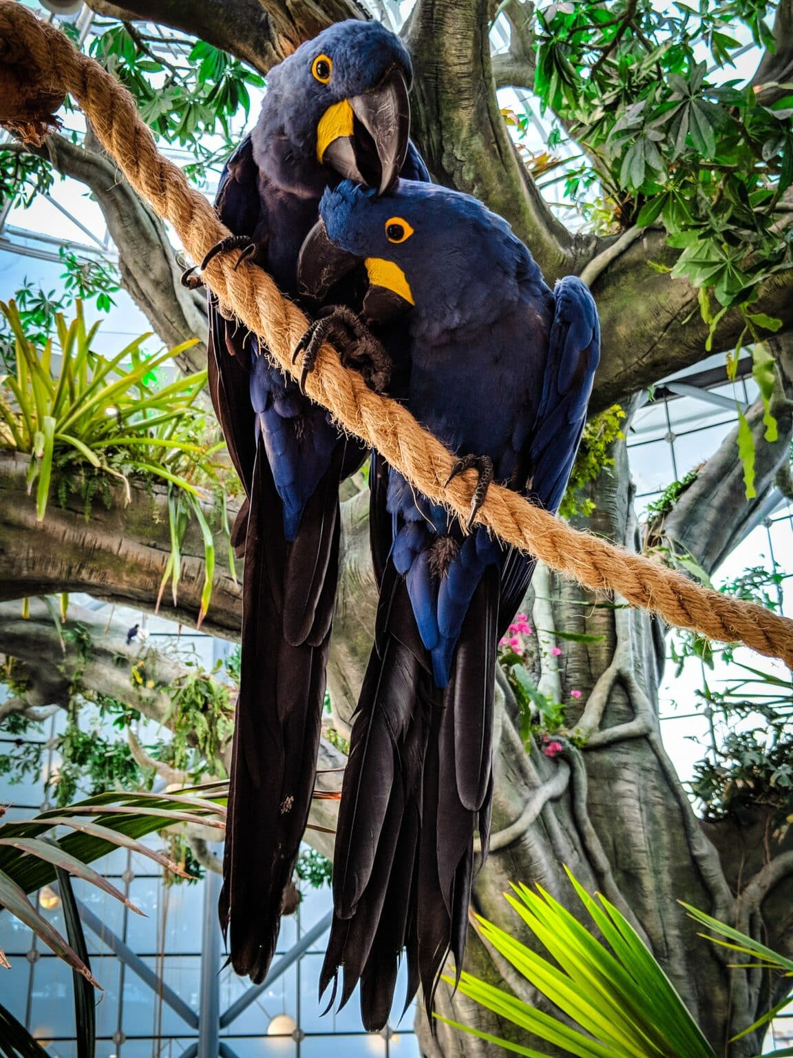 rope-for-parrots