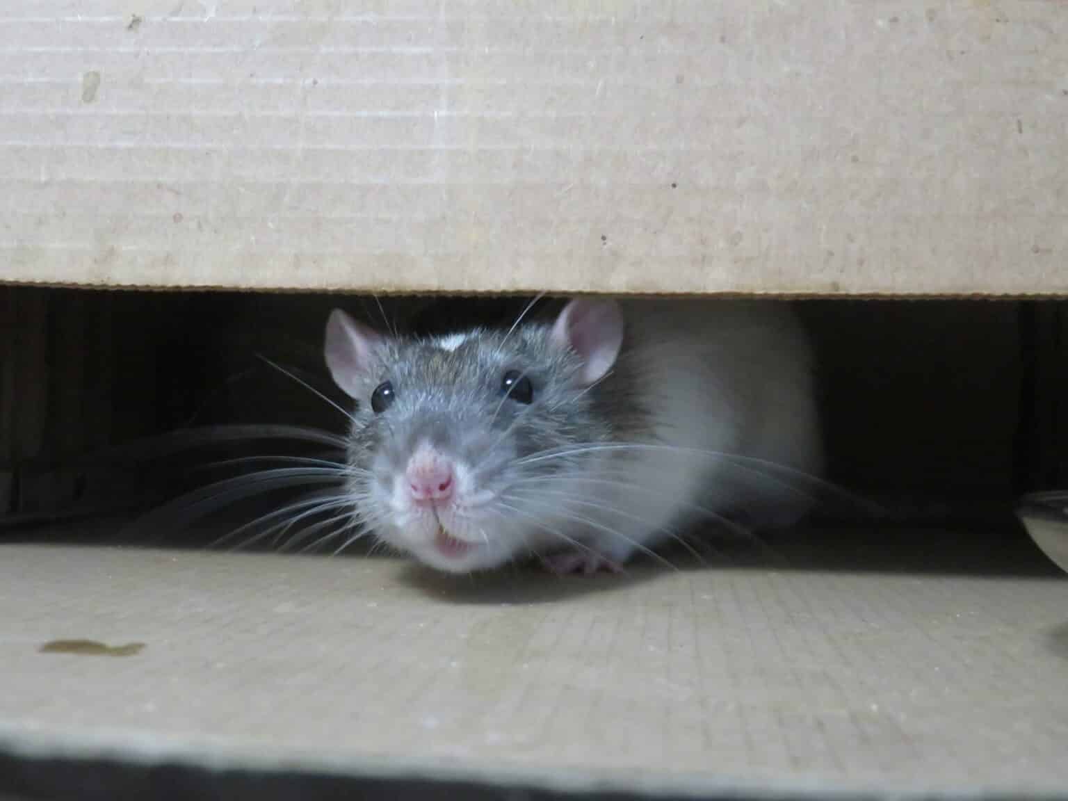 rope-for-rats