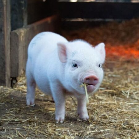 Rope for Pigs