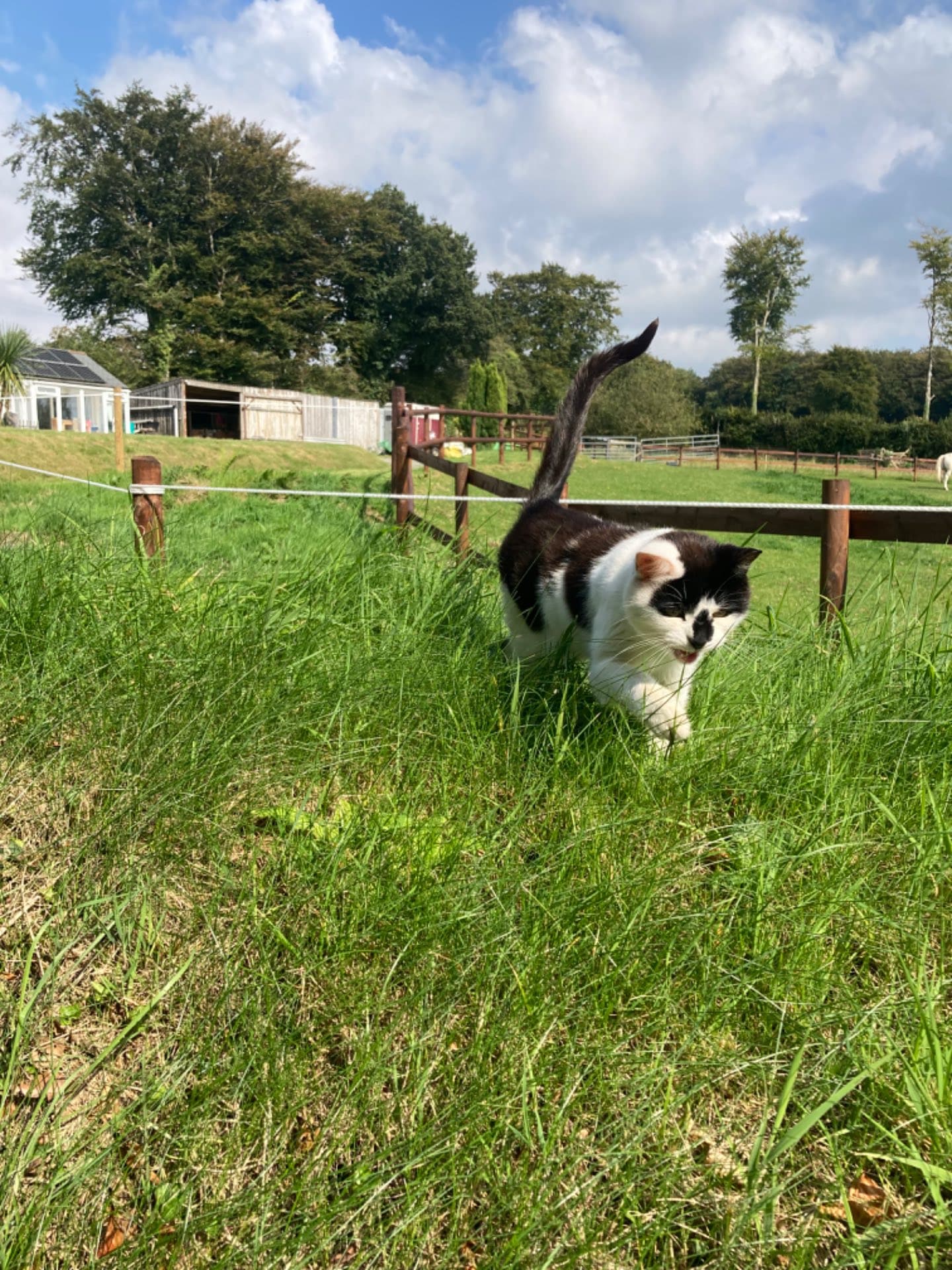 cat-and-staple-spun-rope-fence
