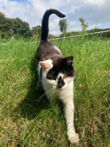 staple-spun-fence-and-kat