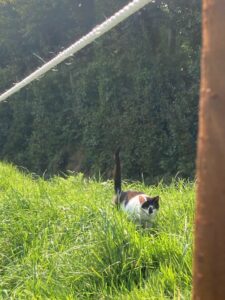 rope-garden-fence-cat