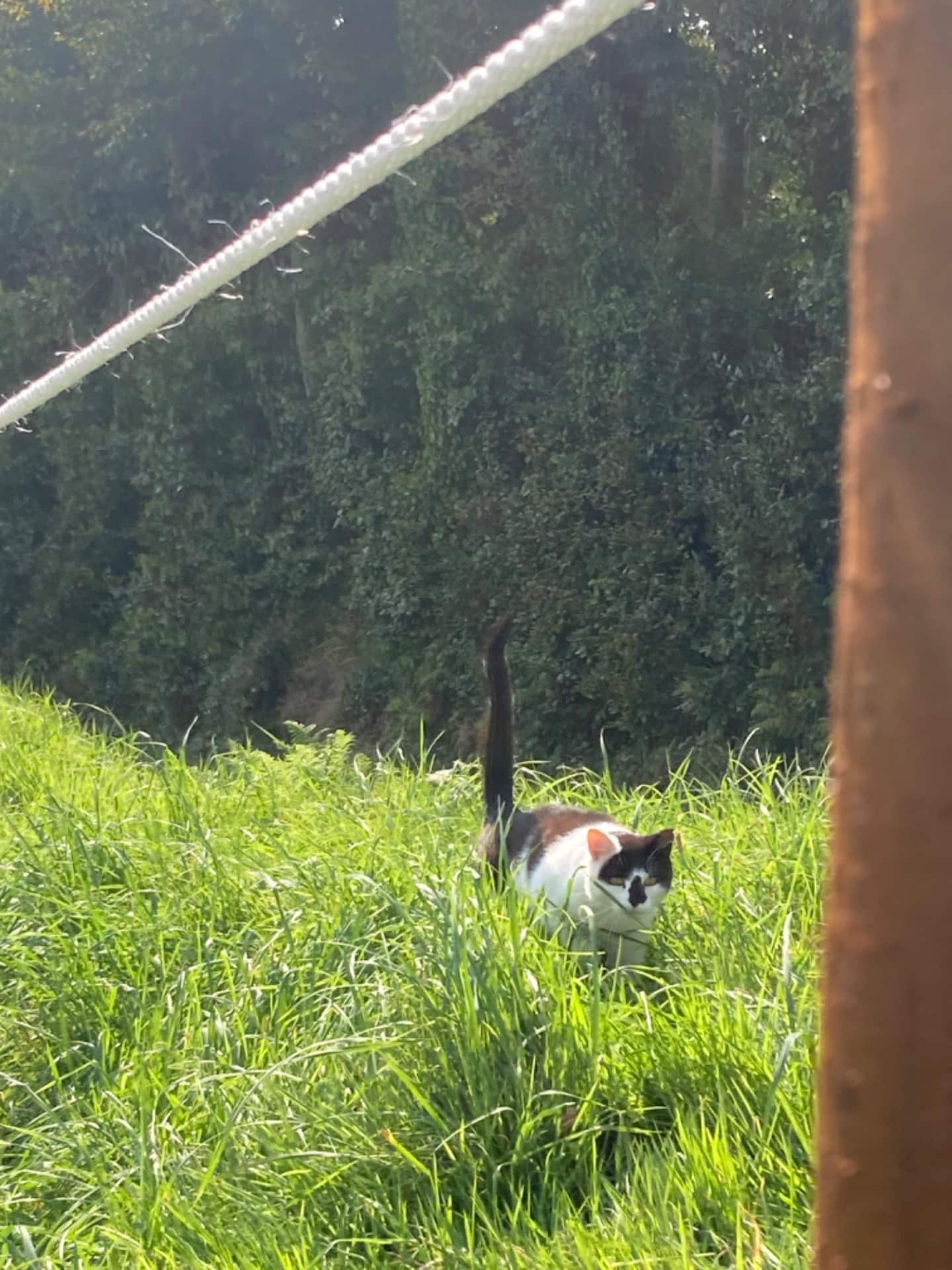 rope-garden-fence-cat