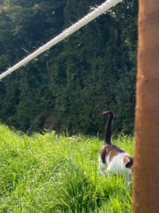rope-and-cat-garden